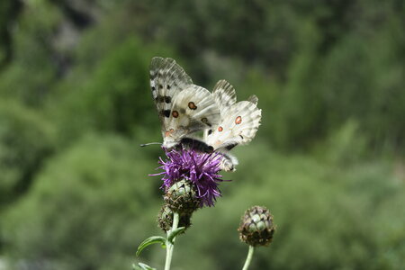 Papilionidae-Parnassiinae-Parnassius apollo-Colmars-les-Alpes, DSC_0261