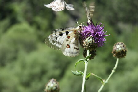 Papilionidae-Parnassiinae-Parnassius apollo-Colmars-les-Alpes, DSC_0266