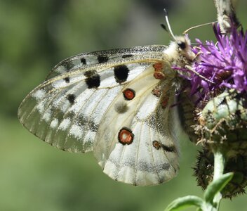 Papilionidae-Parnassiinae-Parnassius apollo-Colmars-les-Alpes, DSC_0266A