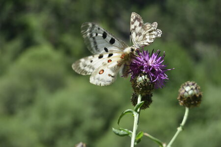 Papilionidae-Parnassiinae-Parnassius apollo-Colmars-les-Alpes, DSC_0268