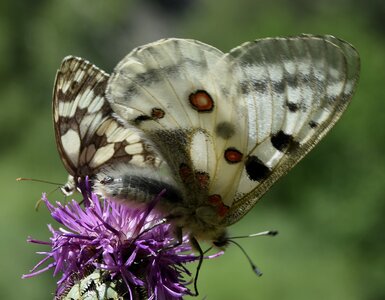 Papilionidae-Parnassiinae-Parnassius apollo-Colmars-les-Alpes, DSC_0274