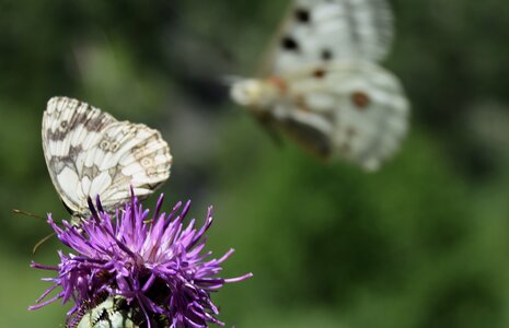 Papilionidae-Parnassiinae-Parnassius apollo-Colmars-les-Alpes, DSC_0275