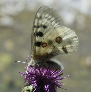 Papilionidae-Parnassiinae-Parnassius apollo-Colmars-les-Alpes, DSC_0279