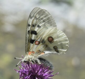 Papilionidae-Parnassiinae-Parnassius apollo-Colmars-les-Alpes, DSC_0281