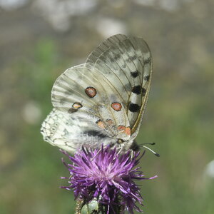 Papilionidae-Parnassiinae-Parnassius apollo-Colmars-les-Alpes, DSC_0518