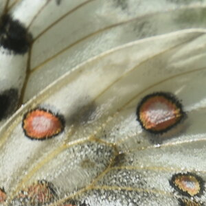 Papilionidae-Parnassiinae-Parnassius apollo-Colmars-les-Alpes, DSC_0543
