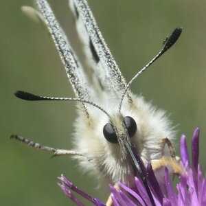 Papilionidae-Parnassiinae-Parnassius apollo-Colmars-les-Alpes, DSC_0541