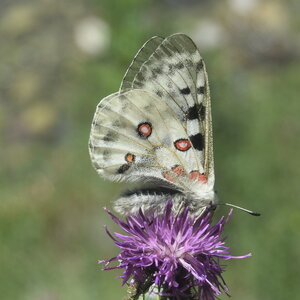 Papilionidae-Parnassiinae-Parnassius apollo-Colmars-les-Alpes, DSC_0538