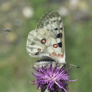 Papilionidae-Parnassiinae-Parnassius apollo-Colmars-les-Alpes, DSC_0539