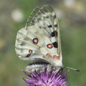 Papilionidae-Parnassiinae-Parnassius apollo-Colmars-les-Alpes, DSC_0540