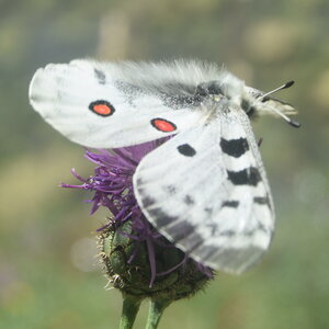 Papilionidae-Parnassiinae-Parnassius apollo-Colmars-les-Alpes, DSC_0535