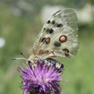 Papilionidae-Parnassiinae-Parnassius apollo-Colmars-les-Alpes, DSC_0501