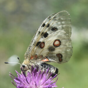 Papilionidae-Parnassiinae-Parnassius apollo-Colmars-les-Alpes, DSC_0485