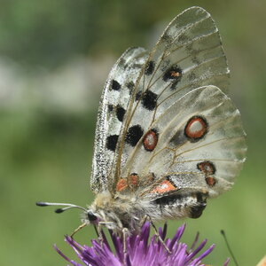 Papilionidae-Parnassiinae-Parnassius apollo-Colmars-les-Alpes, DSC_0499