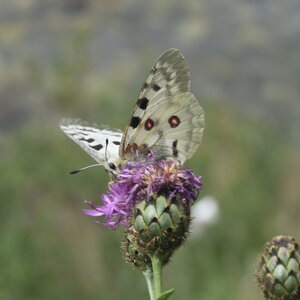 Papilionidae-Parnassiinae-Parnassius apollo-Colmars-les-Alpes, DSC_0449