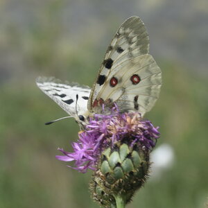 Papilionidae-Parnassiinae-Parnassius apollo-Colmars-les-Alpes, DSC_0450