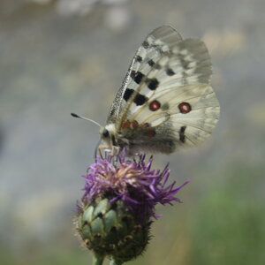 Papilionidae-Parnassiinae-Parnassius apollo-Colmars-les-Alpes, DSC_0098