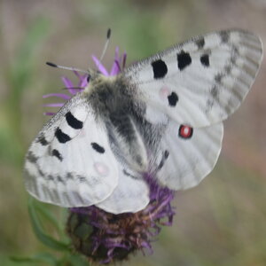 Papilionidae-Parnassiinae-Parnassius apollo-Colmars-les-Alpes, DSC_0186
