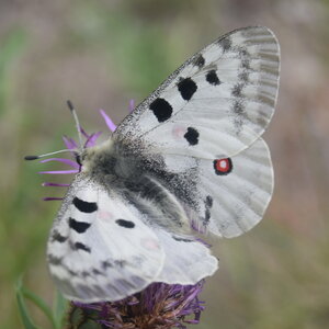 Papilionidae-Parnassiinae-Parnassius apollo-Colmars-les-Alpes, DSC_0185