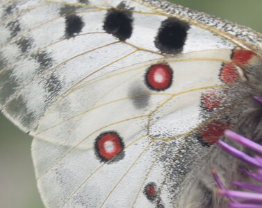 Papilionidae-Parnassiinae-Parnassius apollo-Colmars-les-Alpes, DSC_0176