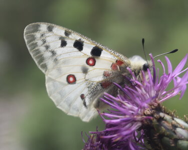 Papilionidae-Parnassiinae-Parnassius apollo-Colmars-les-Alpes, DSC_0173