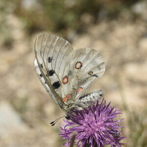 Papilionidae-Parnassiinae-Parnassius apollo-Colmars-les-Alpes, DSC_0194
