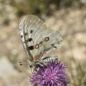 Papilionidae-Parnassiinae-Parnassius apollo-Colmars-les-Alpes, DSC_0195
