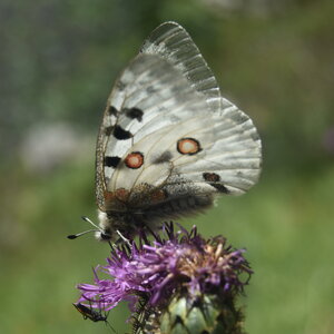 Papilionidae-Parnassiinae-Parnassius apollo-Colmars-les-Alpes, DSC_0207