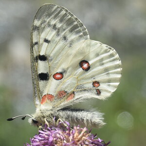 Papilionidae-Parnassiinae-Parnassius apollo-Colmars-les-Alpes, DSC_0223