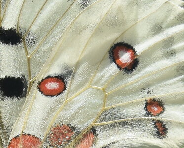 Papilionidae-Parnassiinae-Parnassius apollo-Colmars-les-Alpes, DSC_0224