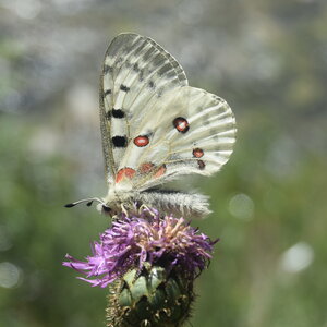 Papilionidae-Parnassiinae-Parnassius apollo-Colmars-les-Alpes, DSC_0448