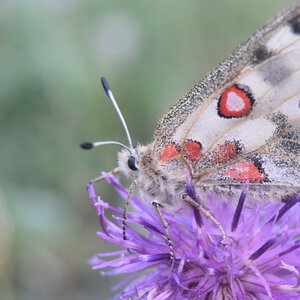 Papilionidae-Parnassiinae-Parnassius apollo-Colmars-les-Alpes, DSC_0436