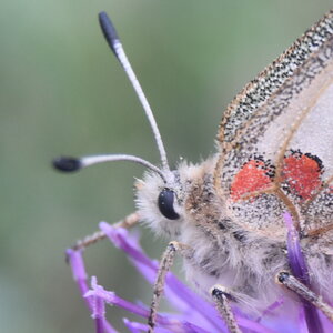 Papilionidae-Parnassiinae-Parnassius apollo-Colmars-les-Alpes, DSC_0438