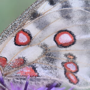 Papilionidae-Parnassiinae-Parnassius apollo-Colmars-les-Alpes, DSC_0432