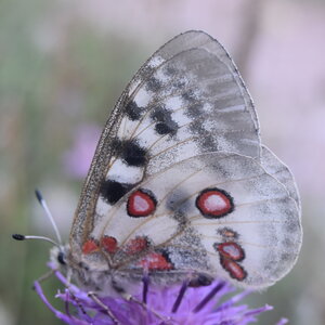 Papilionidae-Parnassiinae-Parnassius apollo-Colmars-les-Alpes, DSC_0439