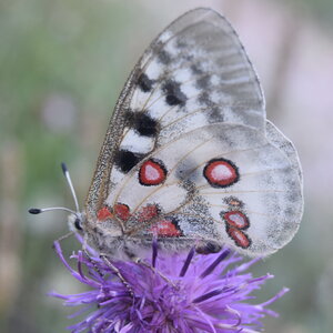Papilionidae-Parnassiinae-Parnassius apollo-Colmars-les-Alpes, DSC_0429