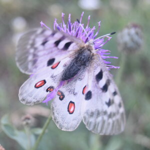 Papilionidae-Parnassiinae-Parnassius apollo-Colmars-les-Alpes, DSC_0425