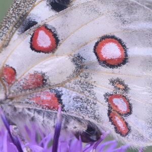 Papilionidae-Parnassiinae-Parnassius apollo-Colmars-les-Alpes, DSC_0419