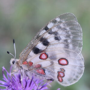 Papilionidae-Parnassiinae-Parnassius apollo-Colmars-les-Alpes, DSC_0414