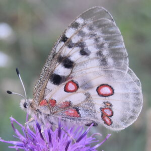 Papilionidae-Parnassiinae-Parnassius apollo-Colmars-les-Alpes, DSC_0413