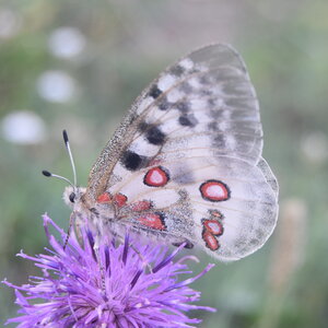 Papilionidae-Parnassiinae-Parnassius apollo-Colmars-les-Alpes, DSC_0407