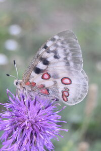 Papilionidae-Parnassiinae-Parnassius apollo-Colmars-les-Alpes, DSC_0411