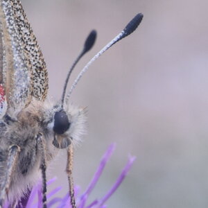 Papilionidae-Parnassiinae-Parnassius apollo-Colmars-les-Alpes, DSC_0404