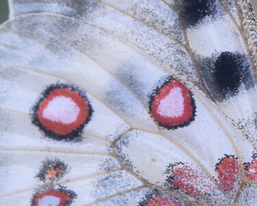 Papilionidae-Parnassiinae-Parnassius apollo-Colmars-les-Alpes, DSC_0406