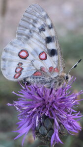 Papilionidae-Parnassiinae-Parnassius apollo-Colmars-les-Alpes, DSC_0399