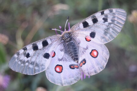 Papilionidae-Parnassiinae-Parnassius apollo-Colmars-les-Alpes, DSC_0397