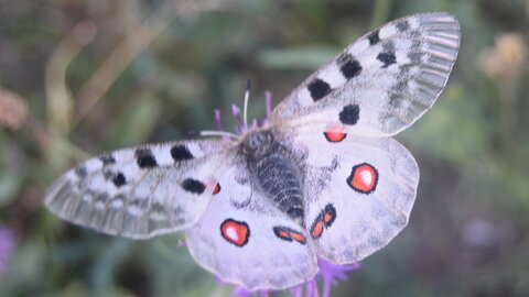 Papilionidae-Parnassiinae-Parnassius apollo-Colmars-les-Alpes, DSC_0394