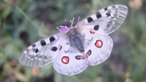 Papilionidae-Parnassiinae-Parnassius apollo-Colmars-les-Alpes, DSC_0390