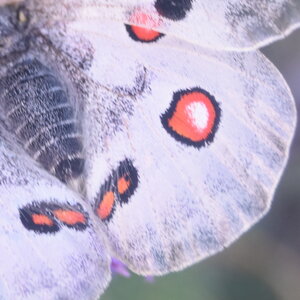 Papilionidae-Parnassiinae-Parnassius apollo-Colmars-les-Alpes, DSC_0392