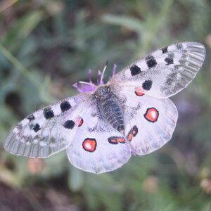 Papilionidae-Parnassiinae-Parnassius apollo-Colmars-les-Alpes, DSC_0393
